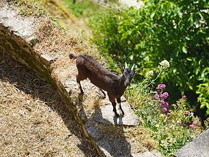 Agrandir l'image (fenêtre modale)