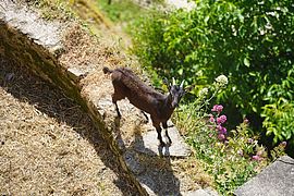 Agrandir l'image (fenêtre modale)