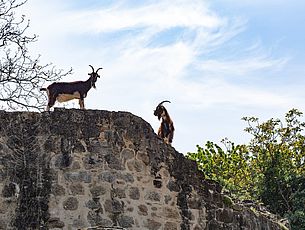 Agrandir l'image (fenêtre modale)