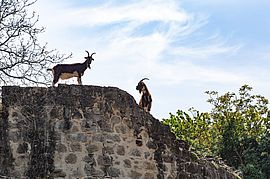 Agrandir l'image (fenêtre modale)