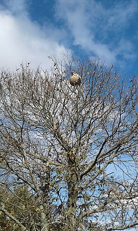 Agrandir l'image (fenêtre modale)