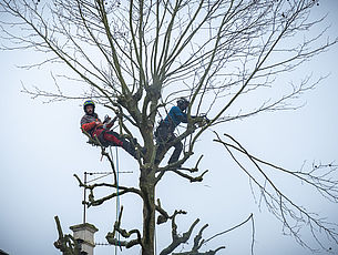 Élagage des arbres de l’avenue du Général de Gaulle - Février 2021 - Agrandir l'image (fenêtre modale)