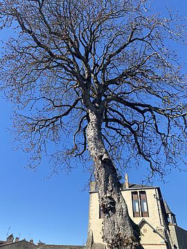 Agrandir l'image (fenêtre modale)