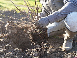 Agrandir l'image (fenêtre modale)