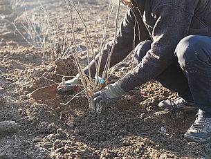 Agrandir l'image (fenêtre modale)